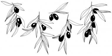 Zeytin ağacı izole bir vektör tarzı.