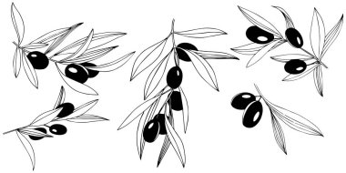 Zeytin ağacı izole bir vektör tarzı.