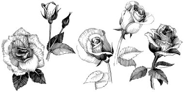 Kır çiçeği gül çiçek izole bir vektör tarzı.