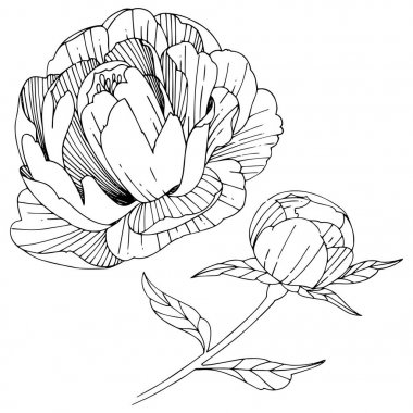 Kır çiçeği Şakayık çiçeği izole bir vektör tarzı.