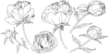 Kır çiçeği Şakayık çiçeği izole bir vektör tarzı.