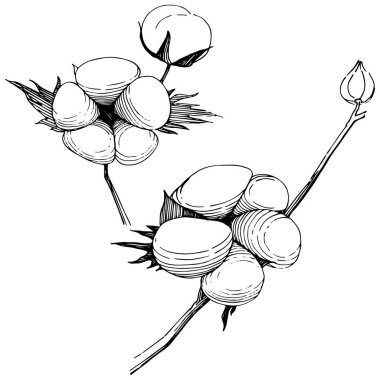 Pamuk çiçek izole bir vektör tarzı.