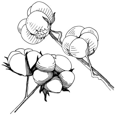 Pamuk çiçek izole bir vektör tarzı.