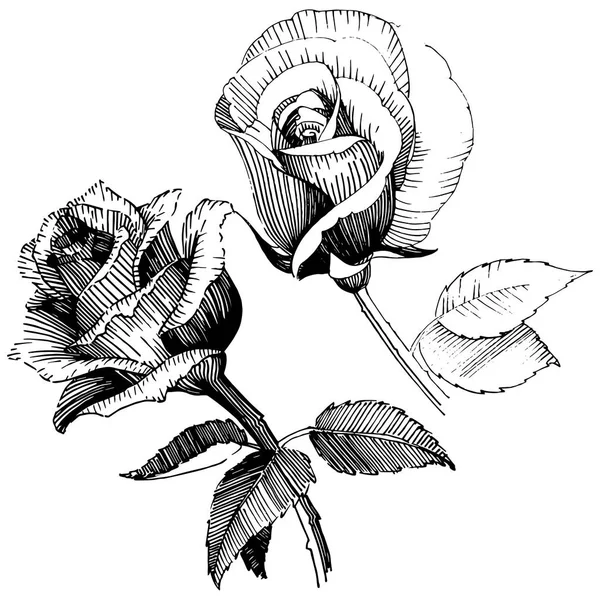 Wildflower roze bloem in een vector stijl geïsoleerd. — Stockvector