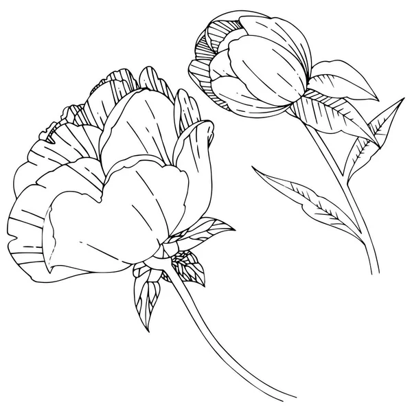 Wildflower pion blomma i vektor stil isolerade. — Stock vektor