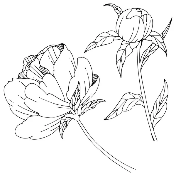 Wildblume Pfingstrose Blume in einem Vektor-Stil isoliert. — Stockvektor