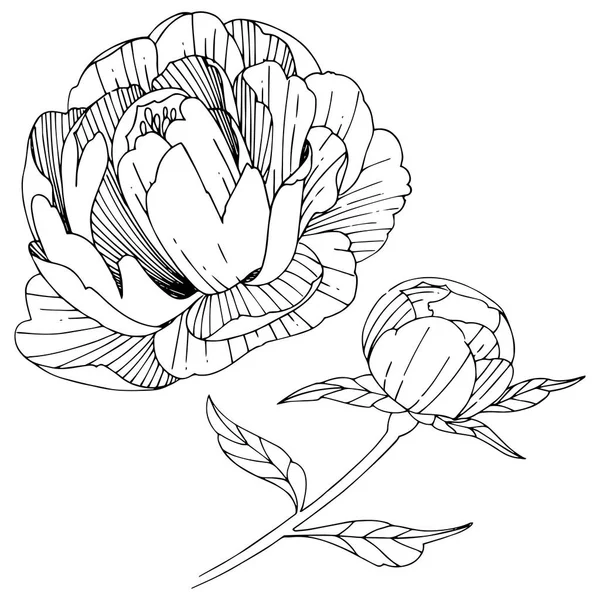 Flor de peonía silvestre en un estilo vectorial aislado . — Vector de stock