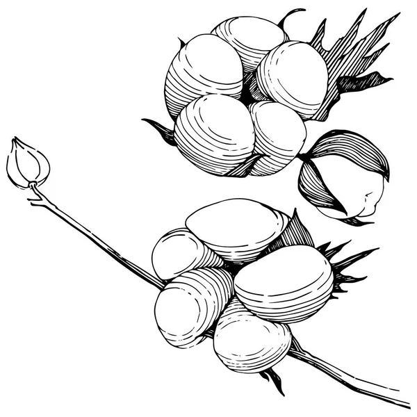 Fiore di cotone in uno stile vettoriale isolato . — Vettoriale Stock