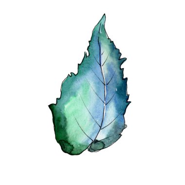 Yaprakları huş izole bir suluboya tarzında.