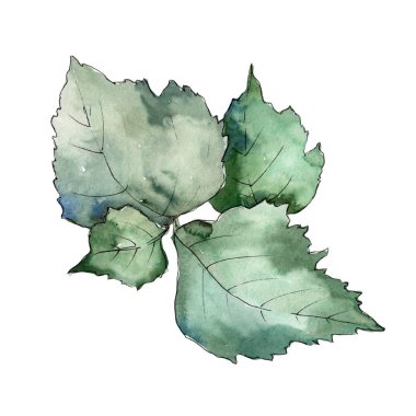 Yaprakları huş izole bir suluboya tarzında.