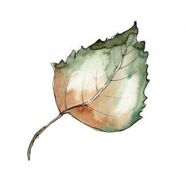 Yaprakları huş izole bir suluboya tarzında.