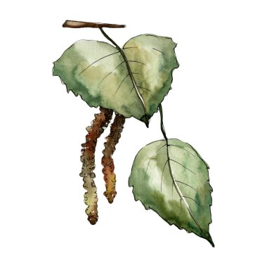 Yaprakları huş izole bir suluboya tarzında.