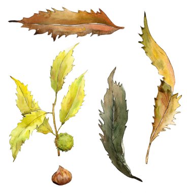 Tatlı kestane izole bir suluboya tarzında bırakır..