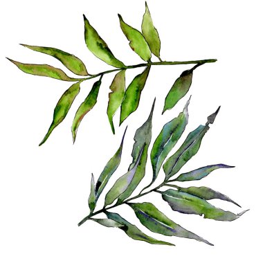 Söğüt dalları izole bir suluboya tarzında.