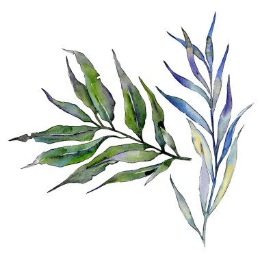 Söğüt dalları izole bir suluboya tarzında.