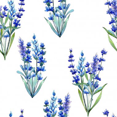 Mavi lavanta. Botanik çiçek. Vahşi bahar yaprak kır çiçeği deseni suluboya tarzında.