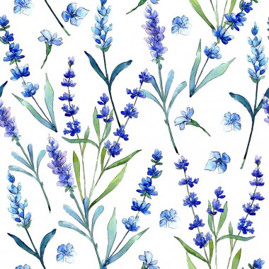 Mavi lavanta. Botanik çiçek. Vahşi bahar yaprak kır çiçeği deseni suluboya tarzında.