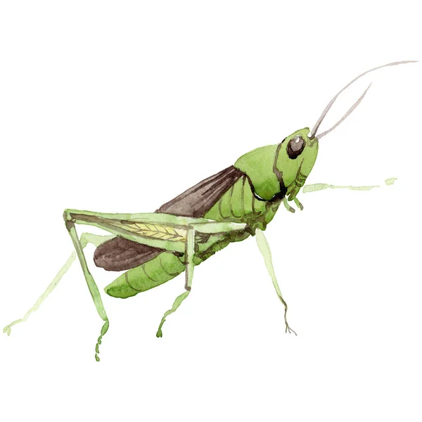 Exotic crickets wild insect in a watercolor style isolated. — Stock Photo, Image