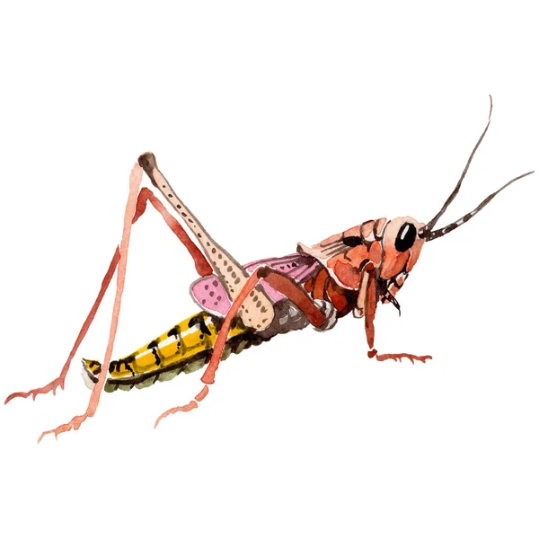 Exotiska syrsor vilda insekt i akvarell stil isolerade. — Stockfoto