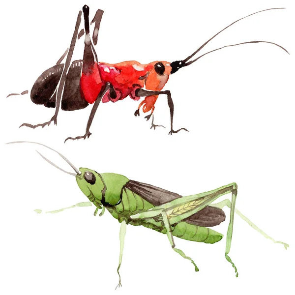 Exotické cvrčci divoký hmyz ve stylu akvarelu, samostatný. — Stock fotografie