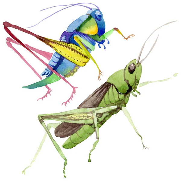 Exotische krekels wild insect in een aquarel stijl geïsoleerd. — Stockfoto