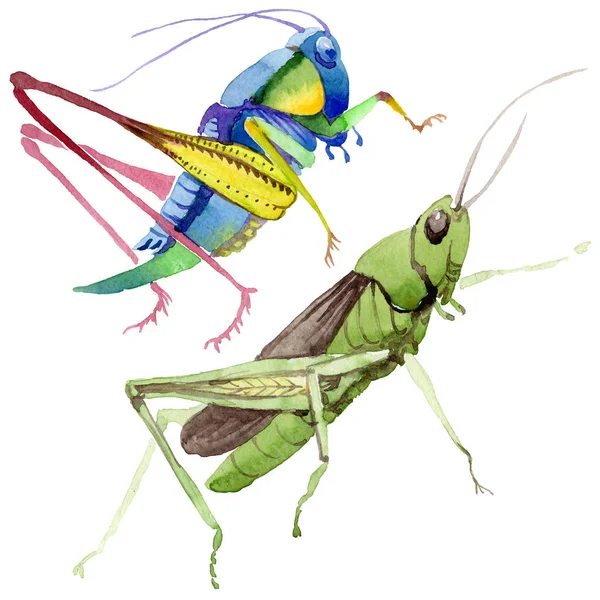 Exotic crickets wild insect in a watercolor style isolated. — Stock Photo, Image