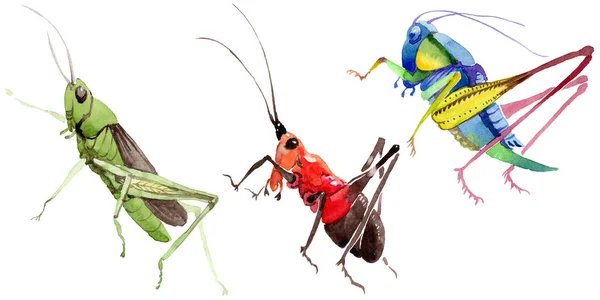 Egzotikus tücskök vadon élő rovarok elszigetelt akvarell stílusú. — Stock Fotó