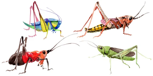 Egzotikus tücskök vadon élő rovarok elszigetelt akvarell stílusú. — Stock Fotó