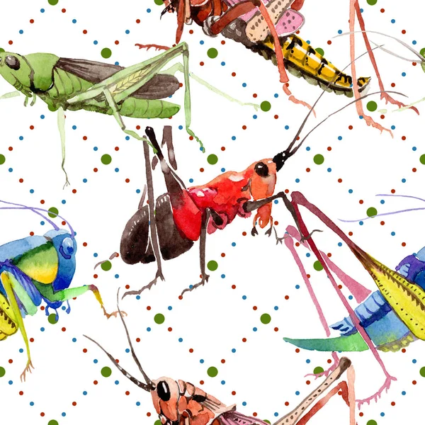 Exotické cvrčci divoký hmyz v akvarel styl vzorku. — Stock fotografie