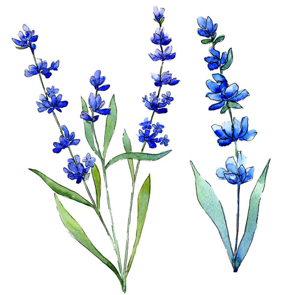 Blue lavender. Floral botanical flower. Wild spring leaf wildflower isolated.