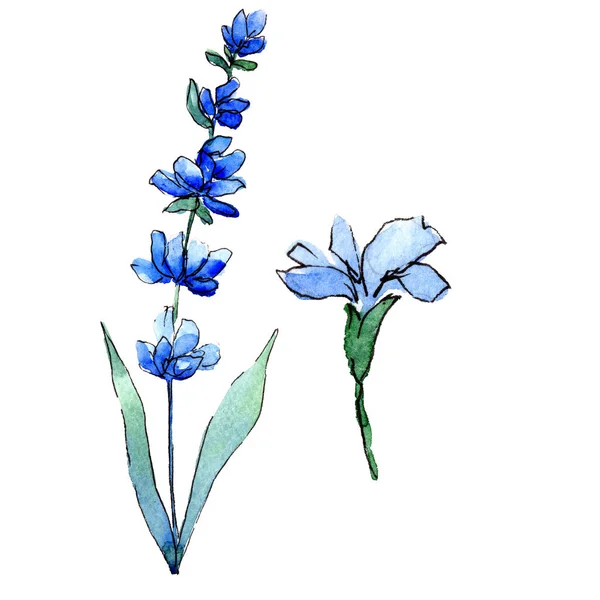 Modrá levandule. Květinové botanické květin. Divoký jarní listové wildflower izolované. — Stock fotografie