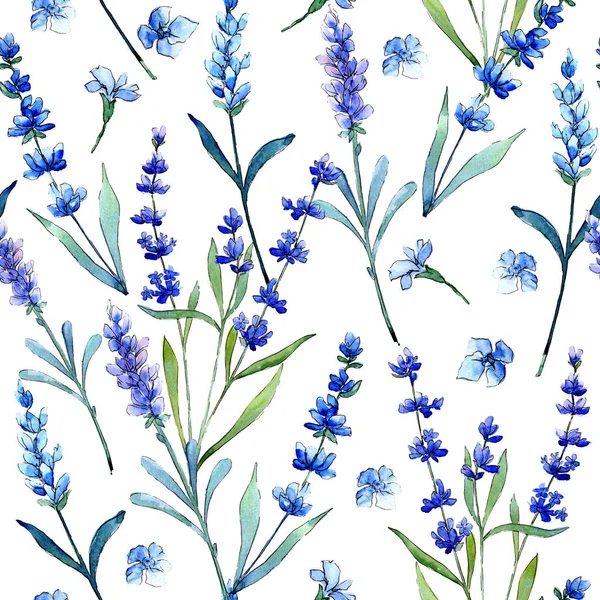 Mavi lavanta. Botanik çiçek. Vahşi bahar yaprak kır çiçeği deseni suluboya tarzında.