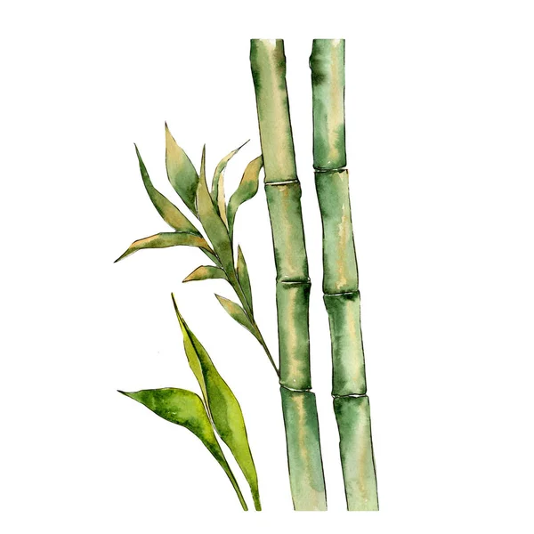 Árvore de bambu em estilo aquarela isolada . — Fotografia de Stock