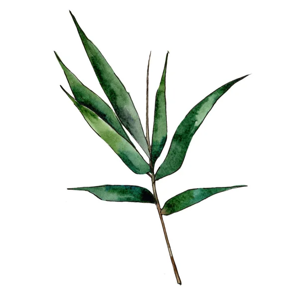 Bamboo tree in a watercolor style isolated.