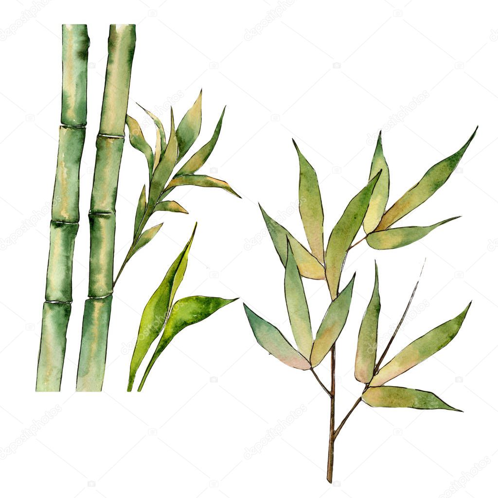 Bamboo tree in a watercolor style isolated.