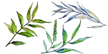 Söğüt dalları izole bir suluboya tarzında.