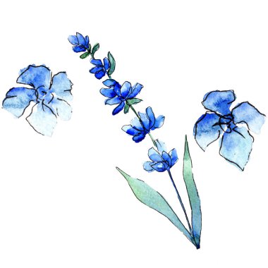 Mavi lavanta. Botanik çiçek. İzole vahşi bahar yaprak kır çiçeği.