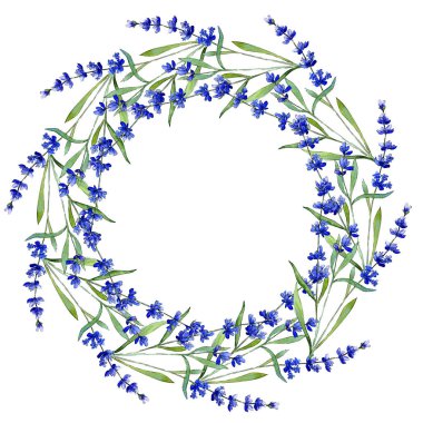 Mavi lavanta. Botanik çiçek. Vahşi bahar yaprak kır çiçeği çerçeve suluboya tarzında.