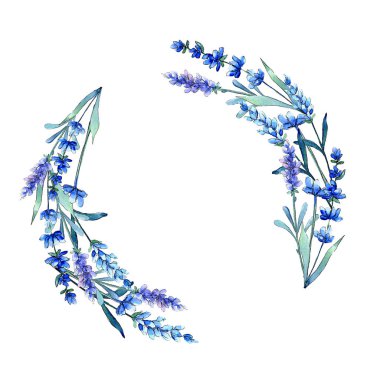 Mavi lavanta. Botanik çiçek. Vahşi bahar yaprak kır çiçeği çerçeve suluboya tarzında.