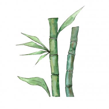 Bambu ağacı izole bir suluboya tarzında.