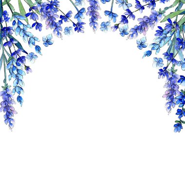 Mavi lavanta. Botanik çiçek. Vahşi bahar yaprak kır çiçeği çerçeve suluboya tarzında.