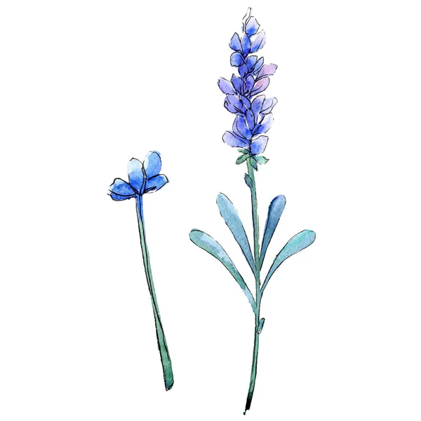 ブルー ラベンダー。花植物の花。分離した野生春葉ワイルドフラワー. — ストック写真