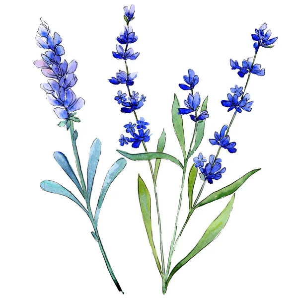 Lavanda azul. Flor botánica floral. Flor silvestre de hoja de primavera aislada . — Foto de Stock