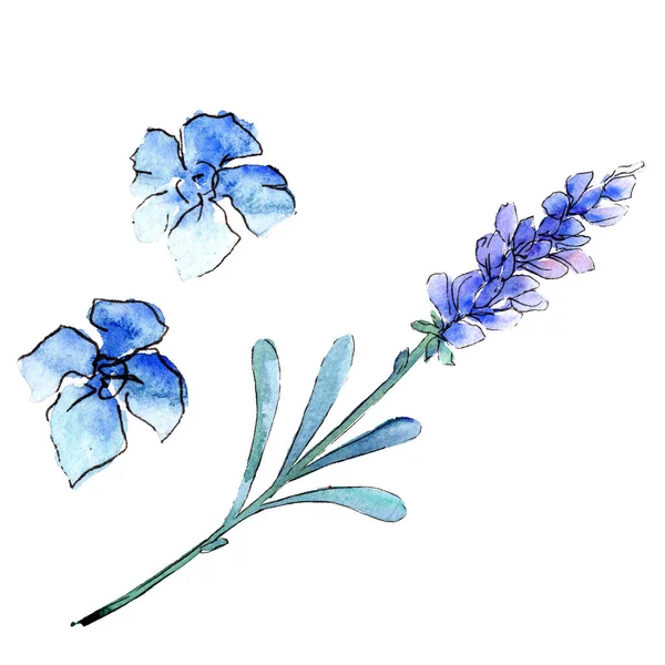 Blauwe lavendel. Floral botanische bloem. Wild voorjaar blad wildflower geïsoleerd. — Stockfoto