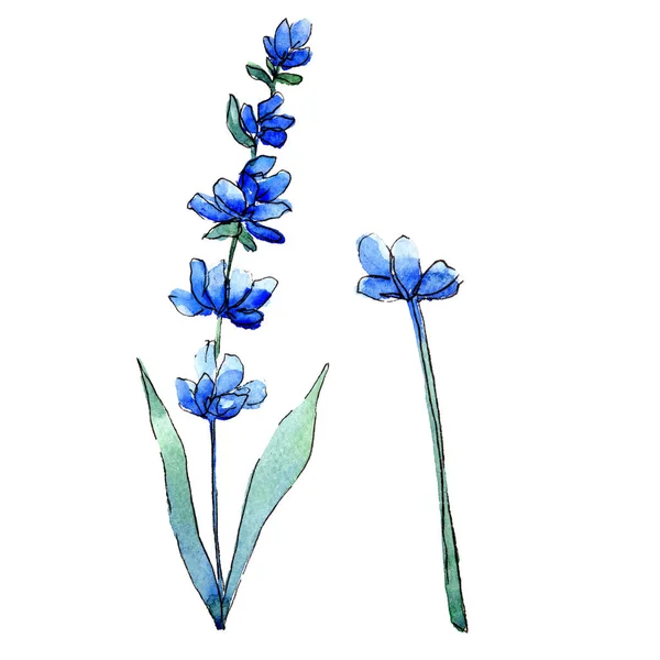 Blue lavender. Floral botanical flower. Wild spring leaf wildflower isolated. — Stock Photo, Image