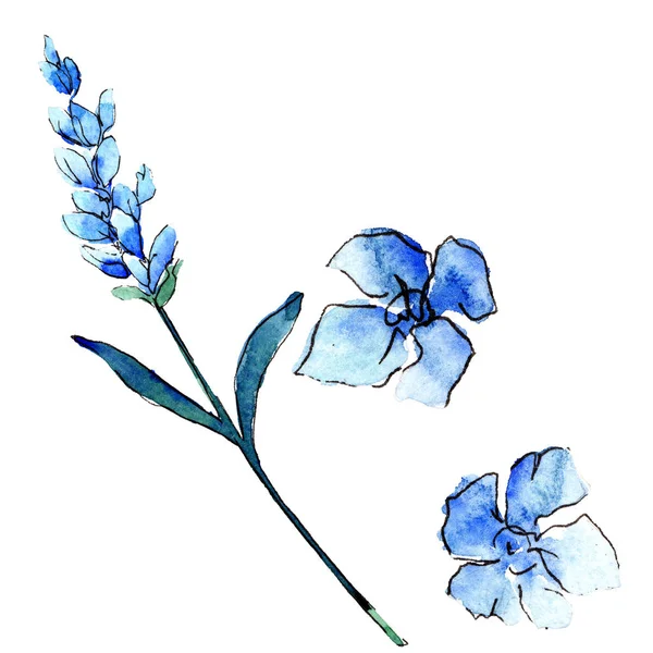 Blå lavendel. Blommig botaniska blomma. Vilda våren leaf wildflower isolerade. — Stockfoto