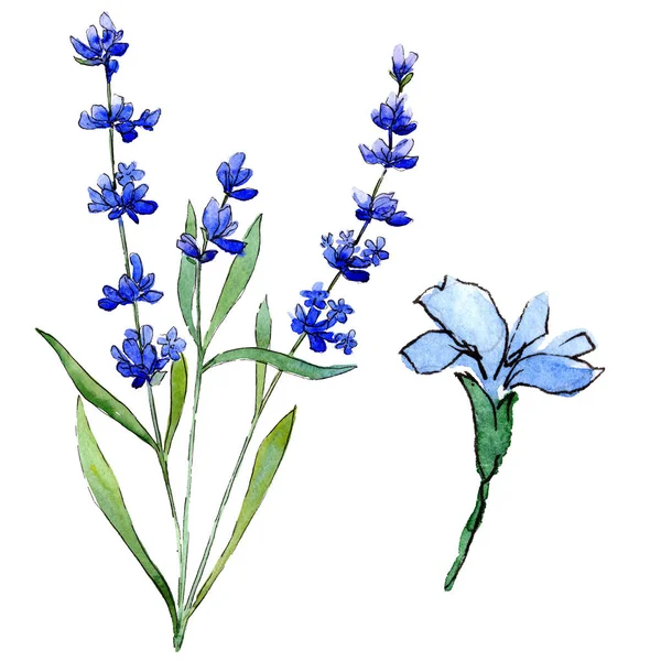 Blauwe lavendel. Floral botanische bloem. Wild voorjaar blad wildflower geïsoleerd. — Stockfoto