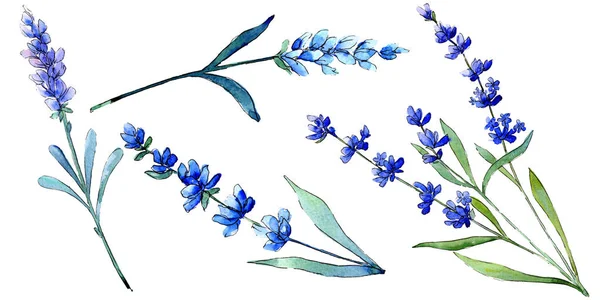 Lavanda azul. Flor botánica floral. Flor silvestre de hoja de primavera aislada . — Foto de Stock