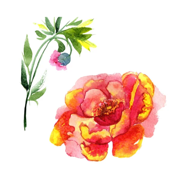 Fleurs sauvages pivoine rose fleur dans un style aquarelle isolé . — Photo