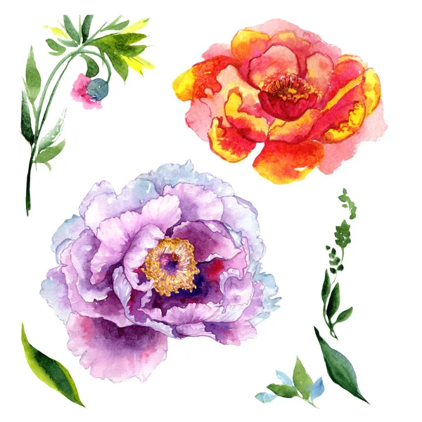 Wildflower peony pink flower in a watercolor style isolated. — Stock Photo, Image